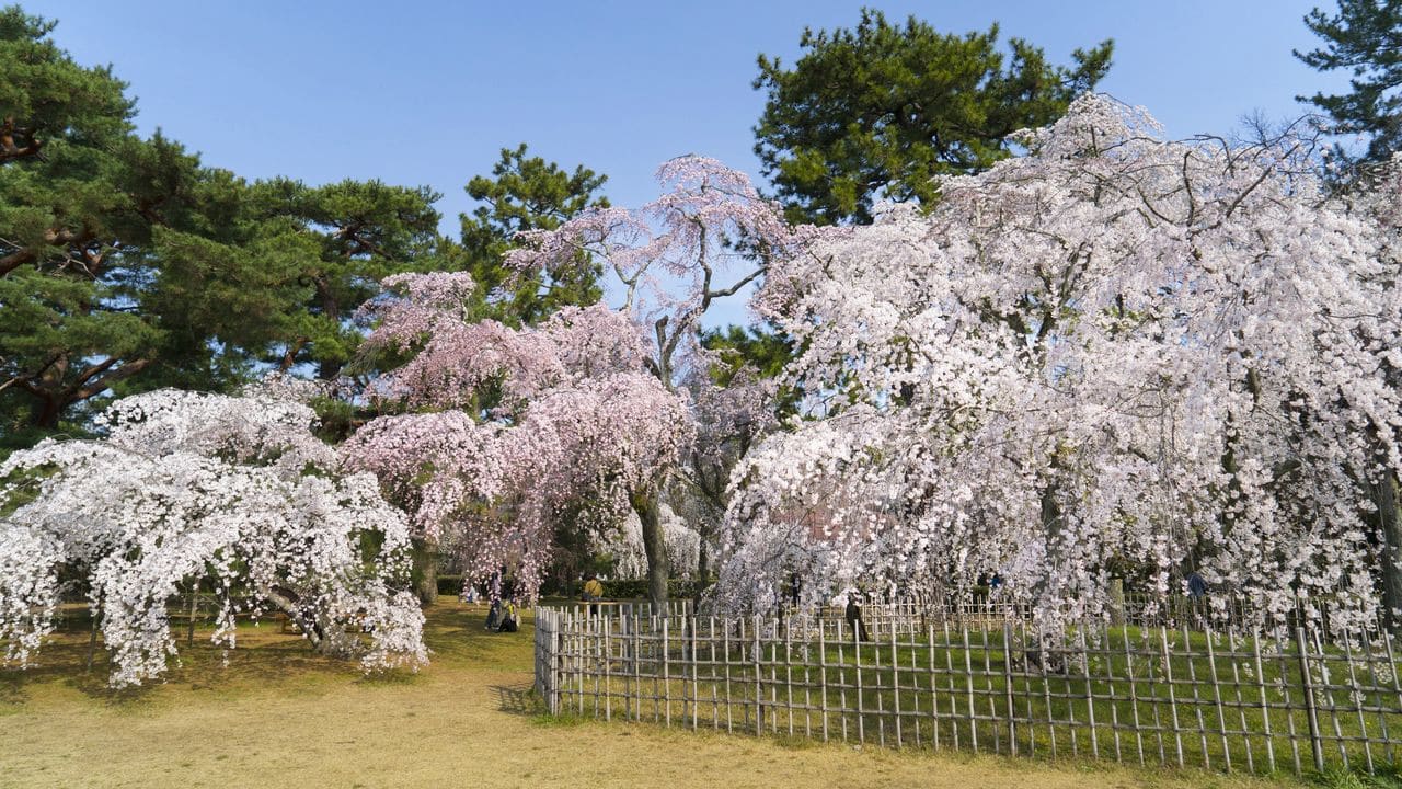京都御苑