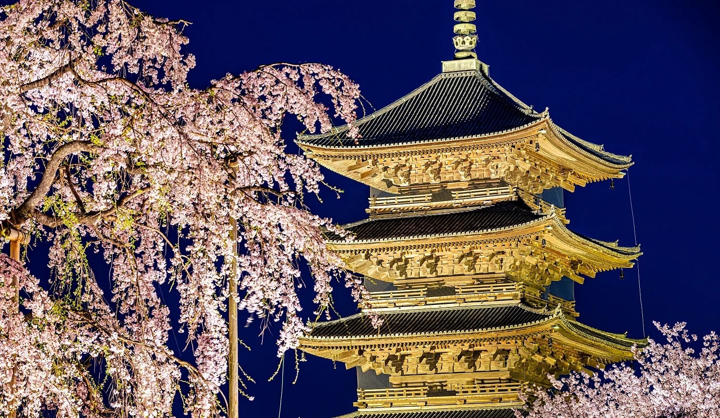 仁和寺五重塔夜間點燈特別參拜：櫻花季限定的浪漫夜景