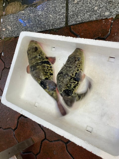 極品河豚料理