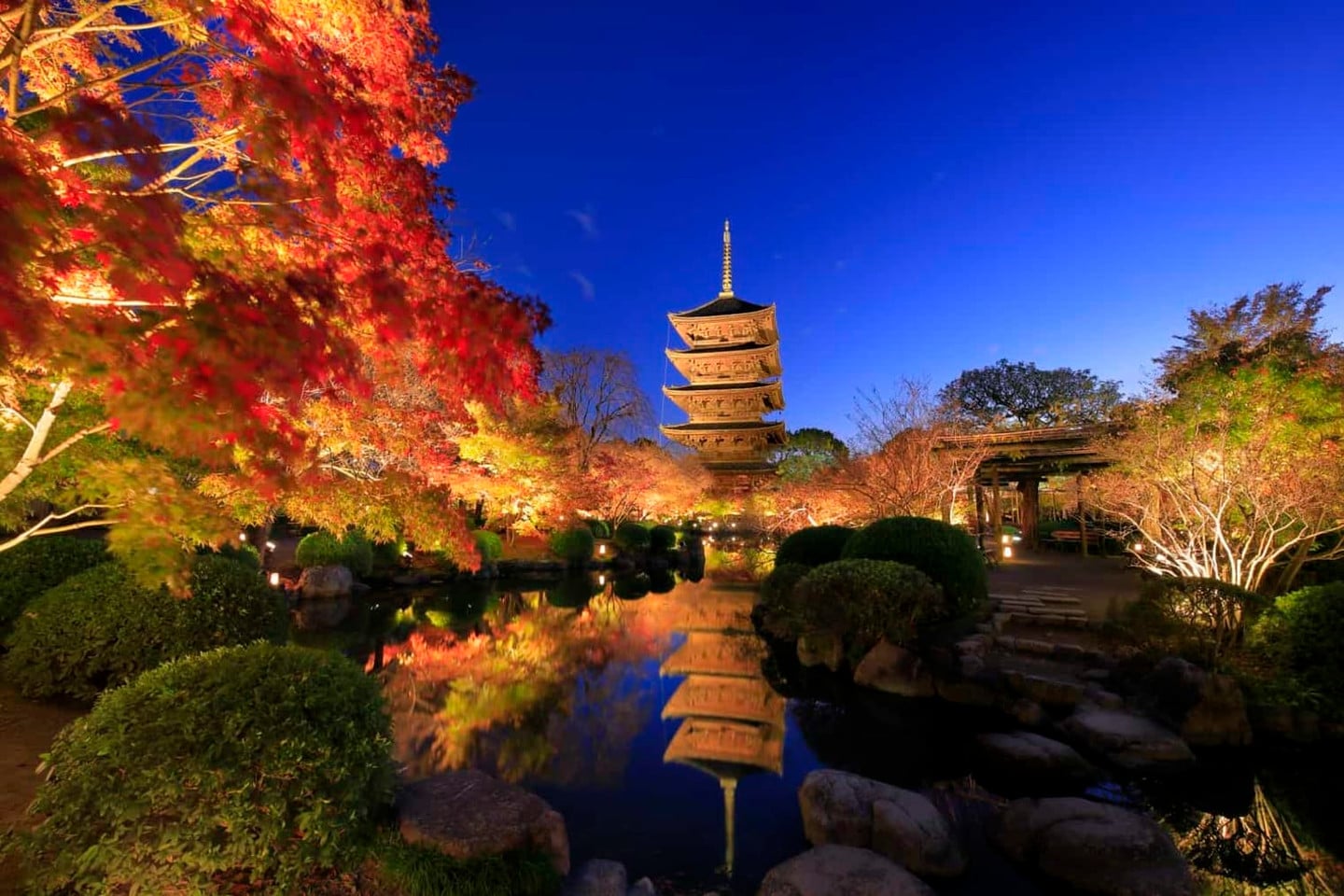 東寺秋季夜楓點燈