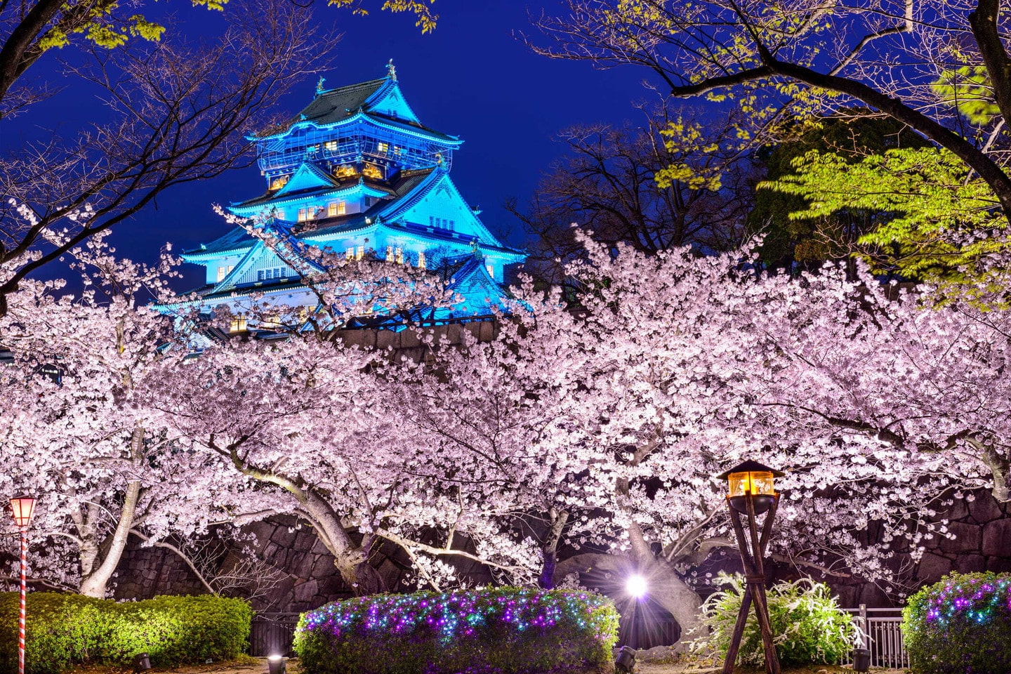 大阪城公園夜櫻點燈