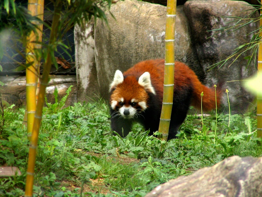 小熊貓