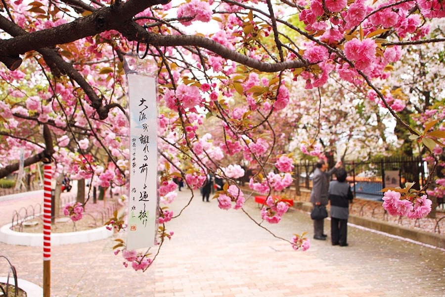 Cherry Blossom Viewing at the Mint | Maido