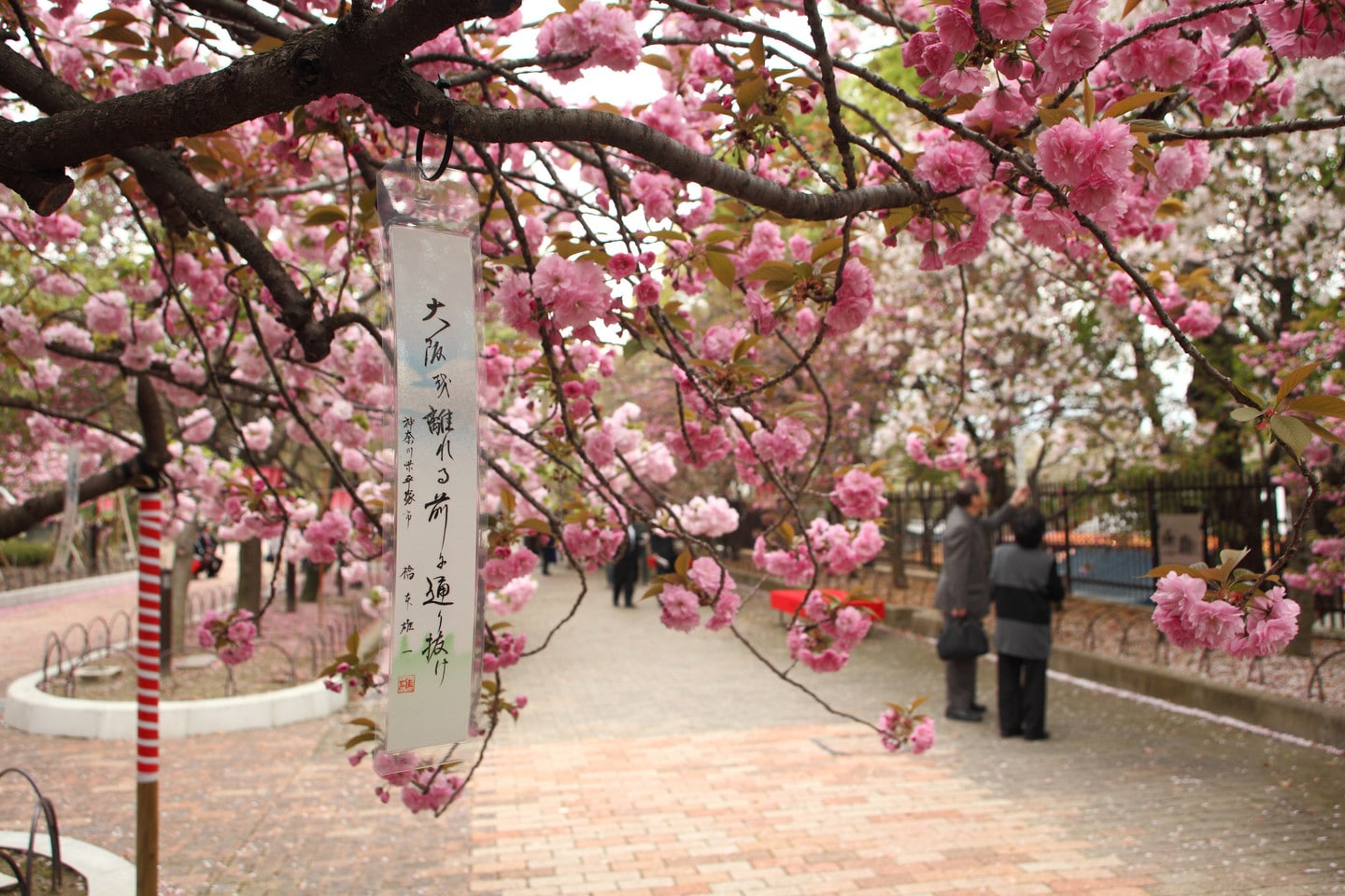 櫻花通道（通り抜け）