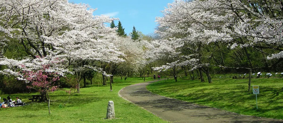 櫻之丘公園(桜ヶ丘公園)