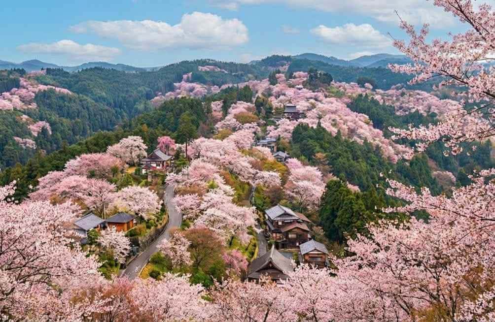 2026奈良櫻花季全攻略：吉野山、奈良公園賞櫻景點、花期預測與交通完整指南