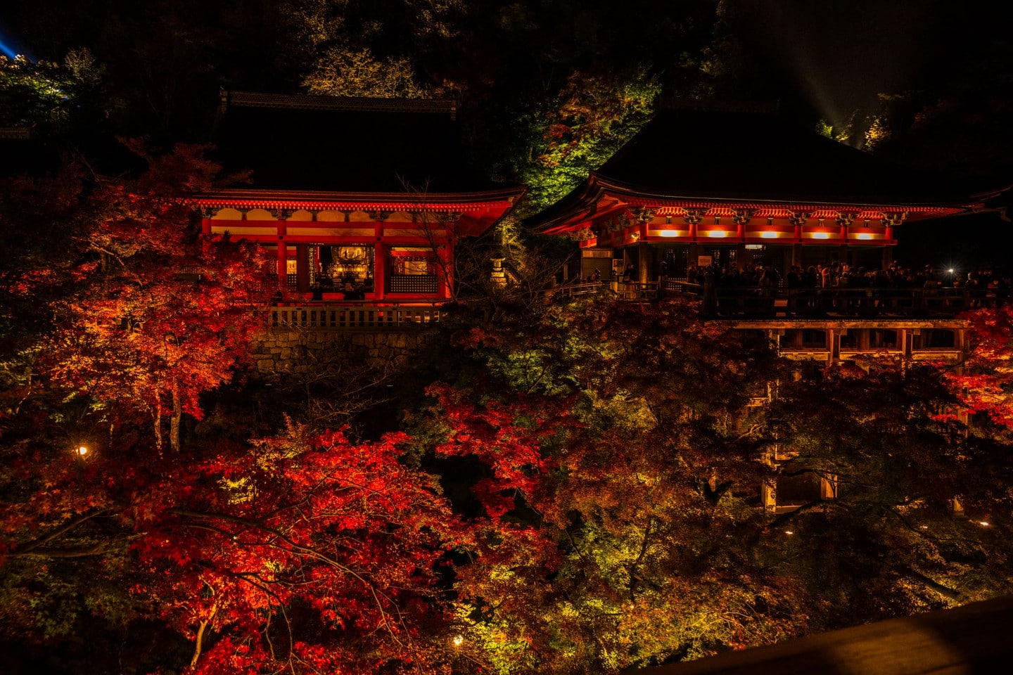 建仁寺夜間特別拝觀期間點燈的庭園景致