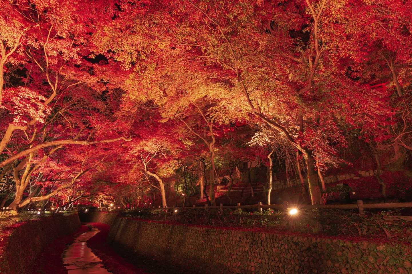 梅苑「花の庭」與紅葉苑賞楓