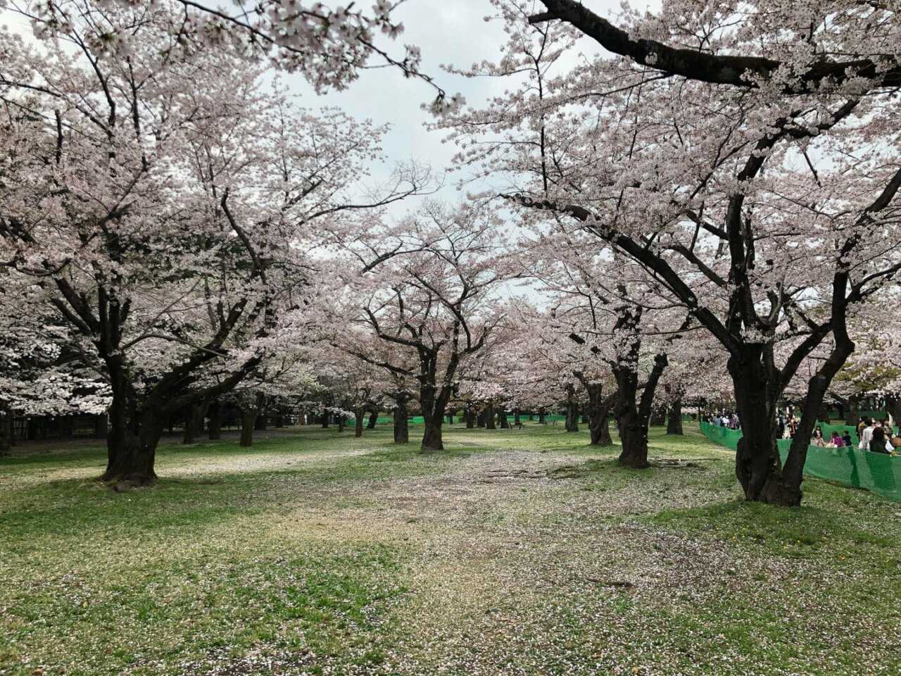 代代木公園