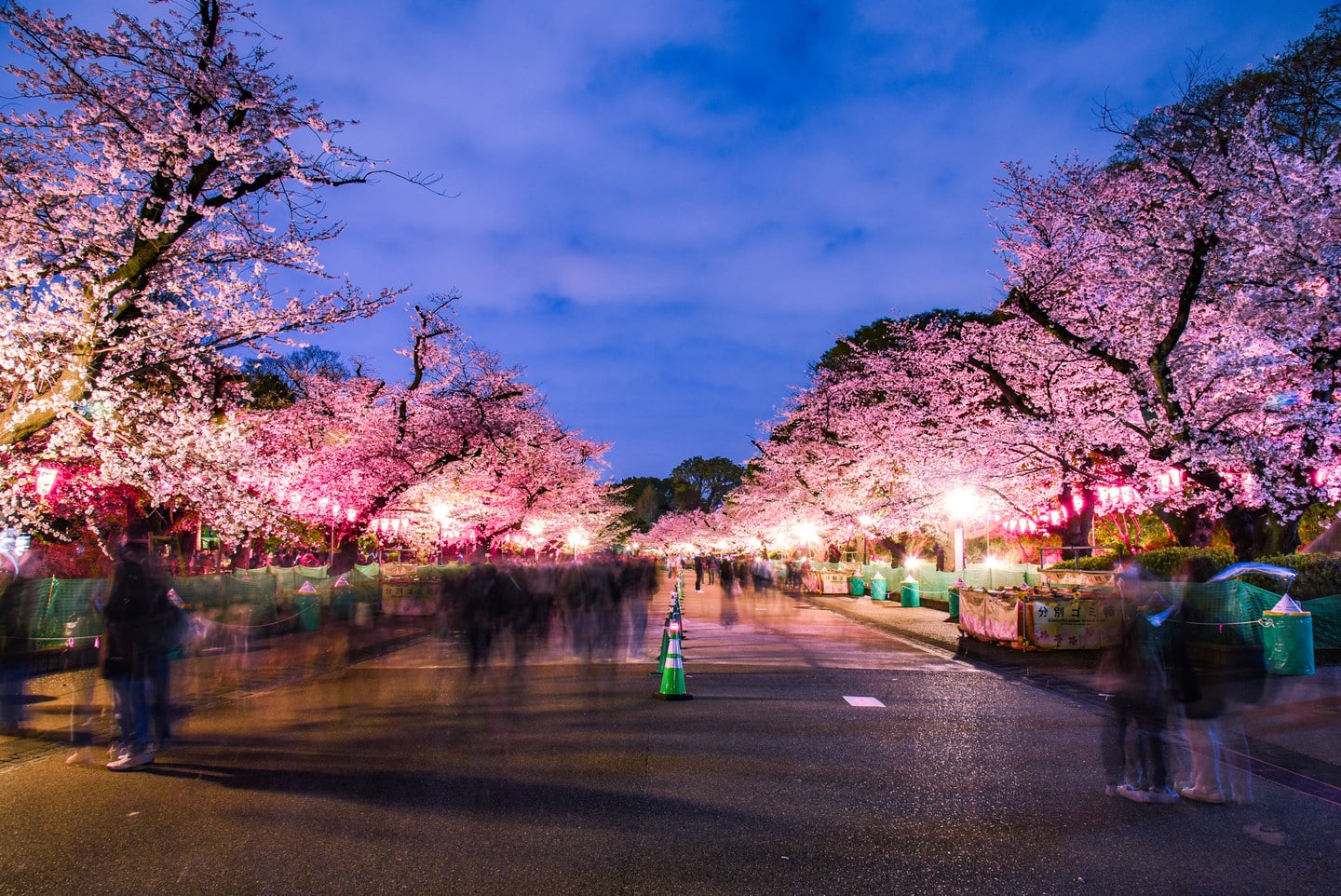 2026上野公園攻略：櫻花季必訪景點與賞櫻全攻略