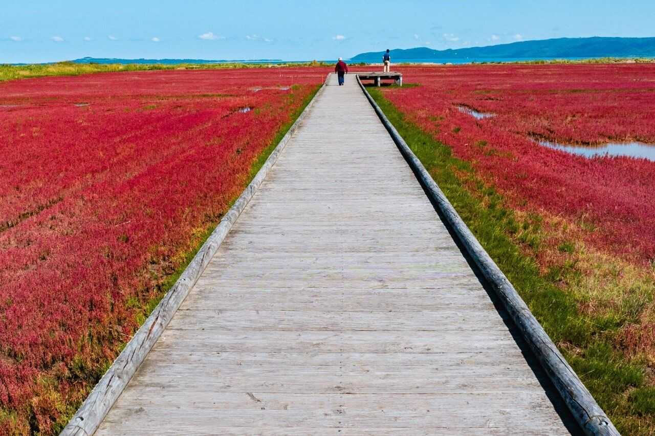 能取湖珊瑚草