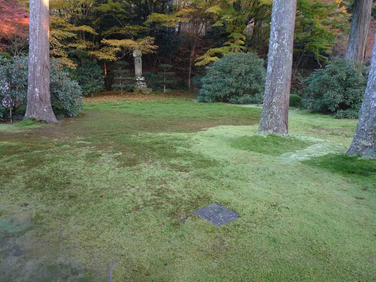 三千院有清園的苔庭與老杉
