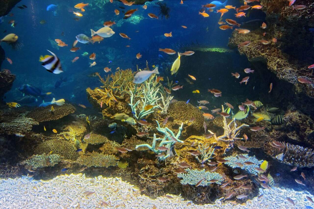 京都水族館 ミテッテ 珊瑚礁展示