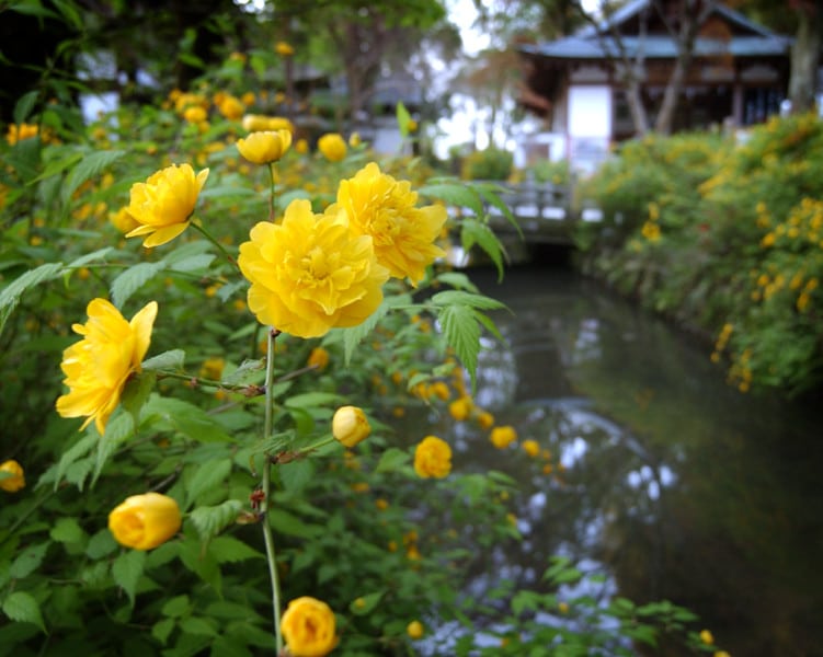 松尾大社一之井川畔的山吹花