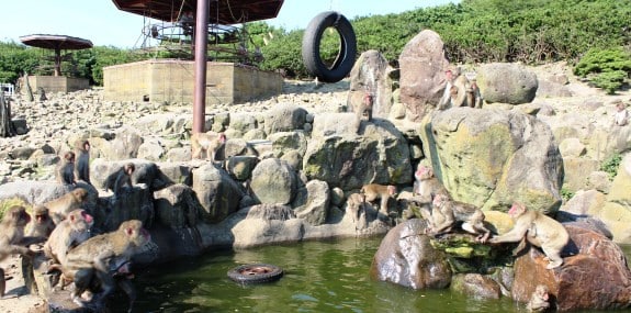 銚子溪自然動物園