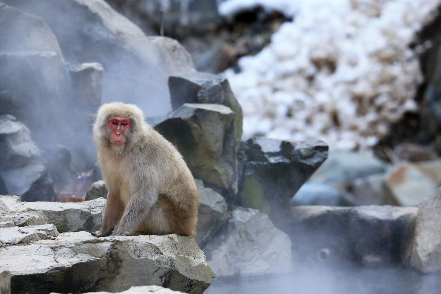 函館熱帶植物園雪猴溫泉+湯之川溫泉散策一日券:親子旅客最愛組合