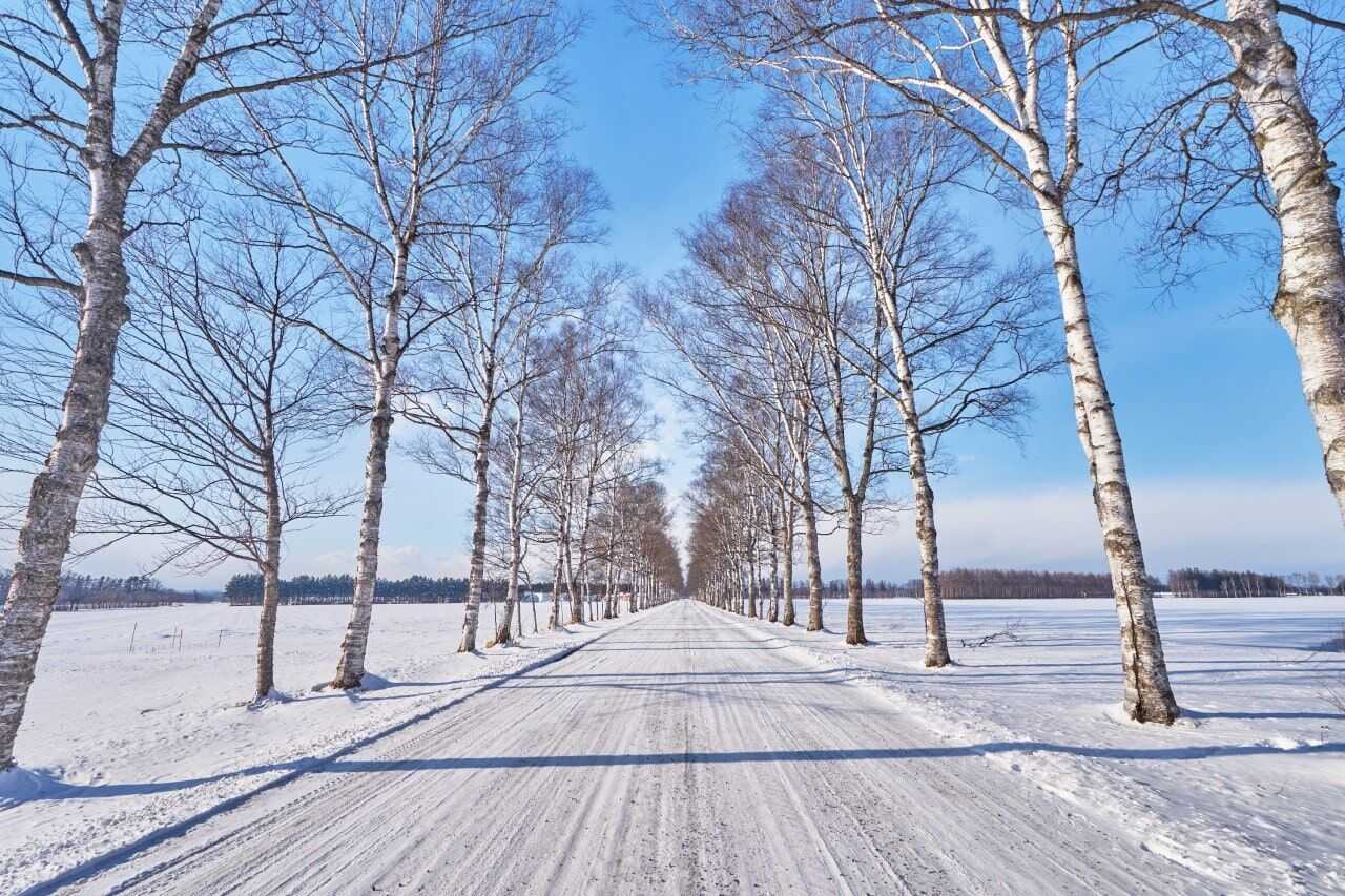 十勝牧場白樺並木