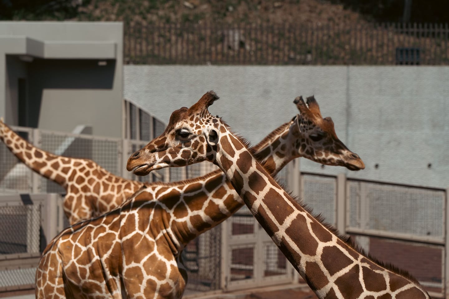 行動展示理念：讓動物展現最自然的野性魅力