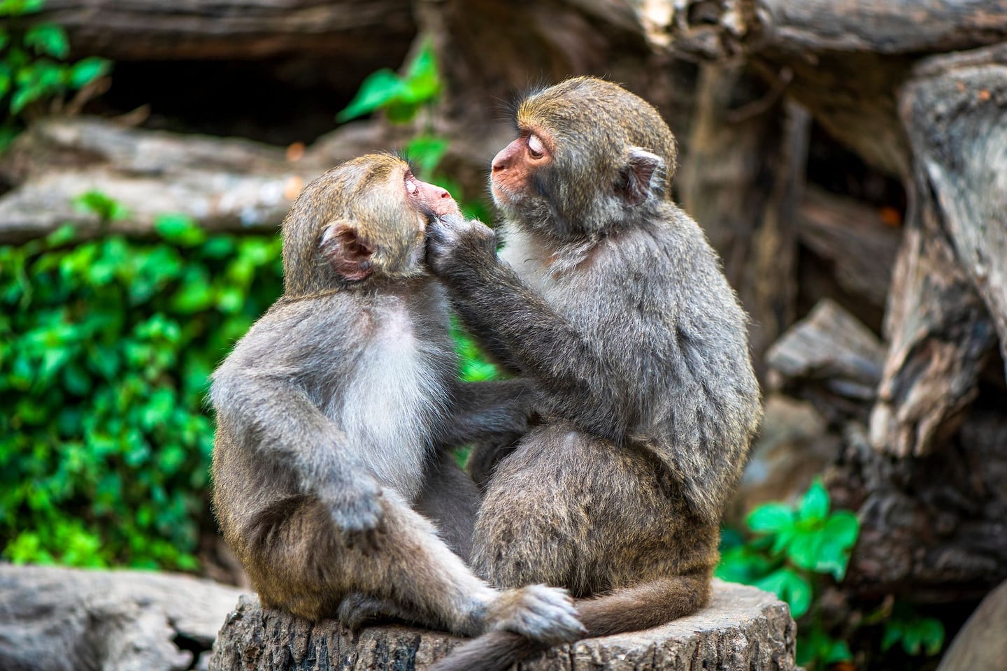 適合誰來？親子、情侶與動物愛好者的四季旅遊提案