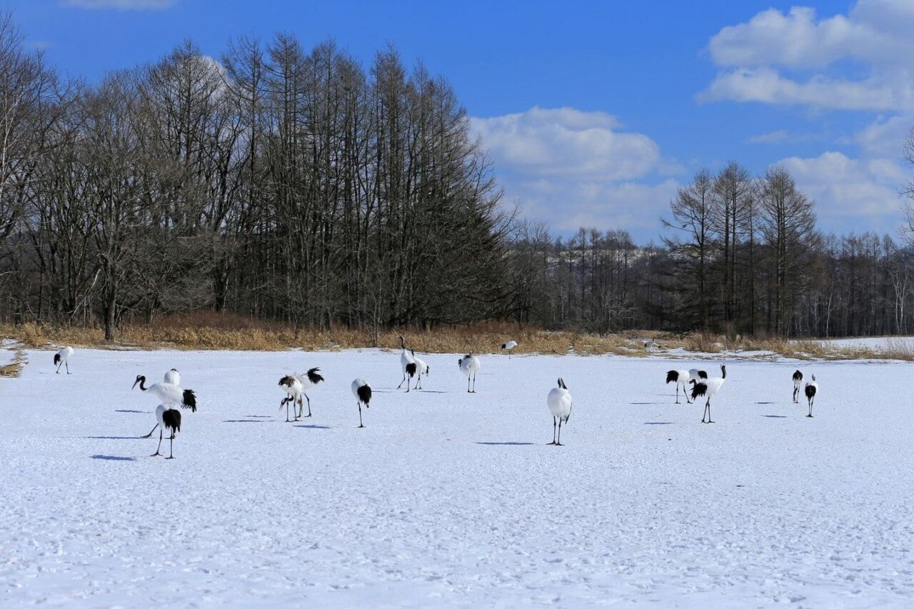丹頂鶴自然公園