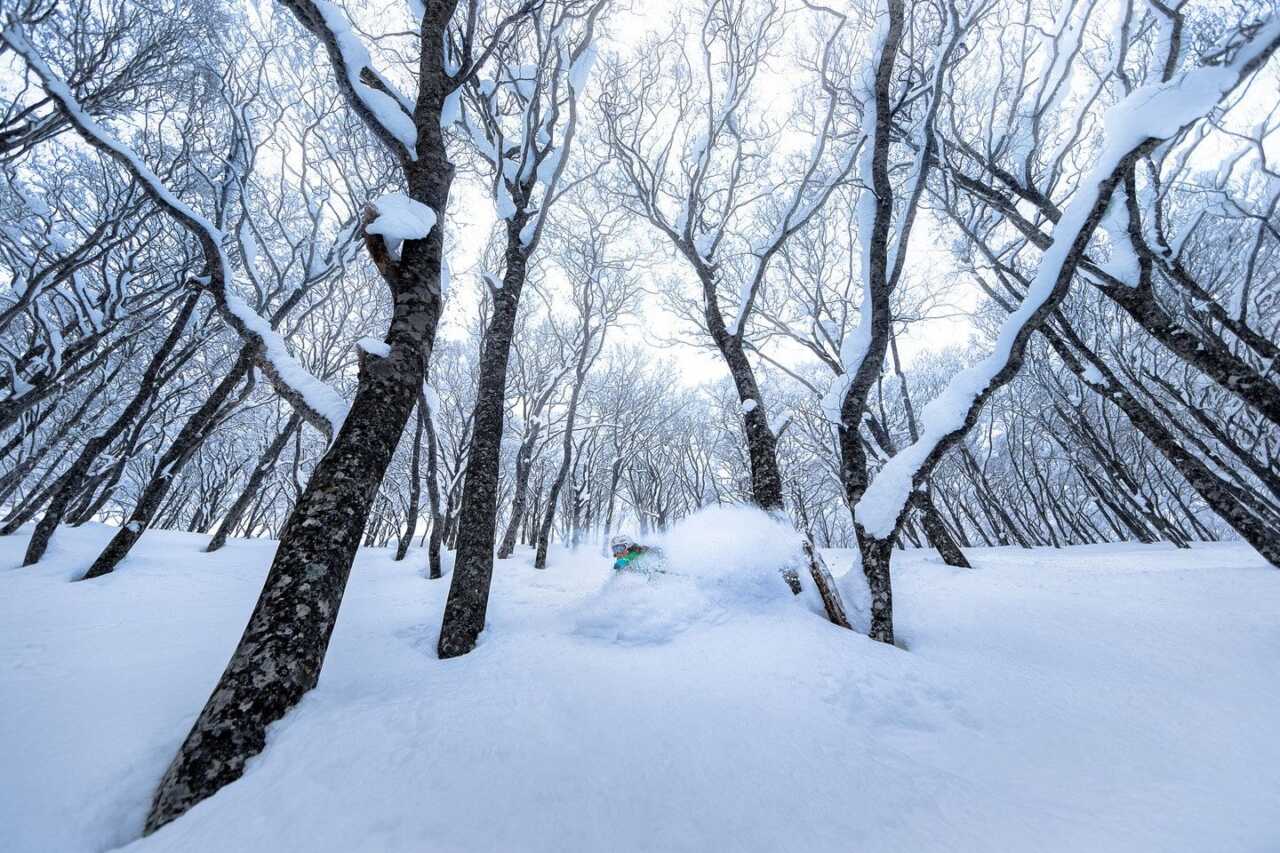 妙高的粉雪與豪雪量