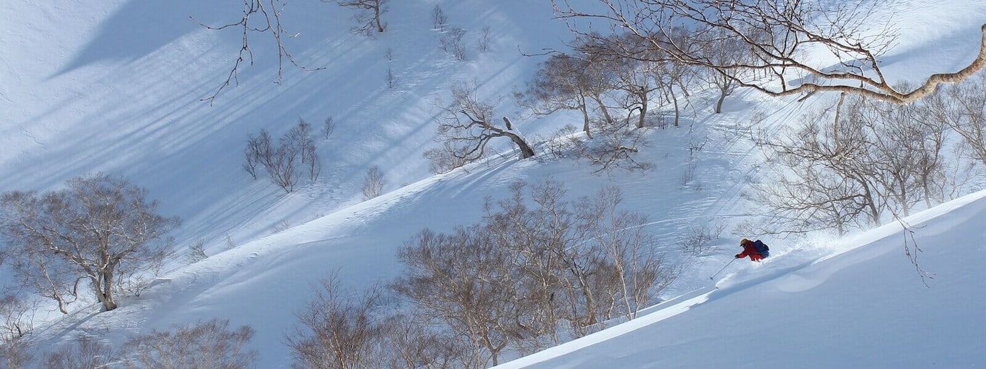 妙高的樹林野雪區