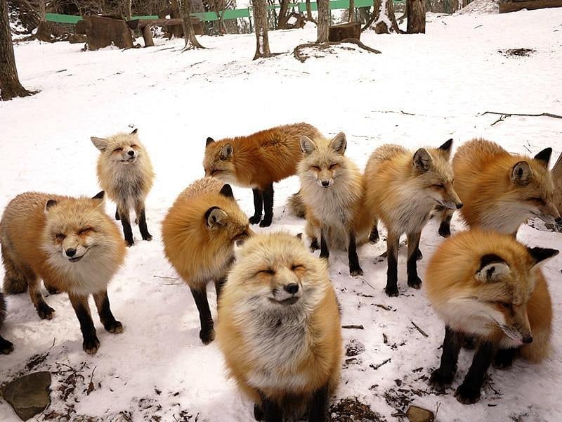 宮城藏王狐狸村