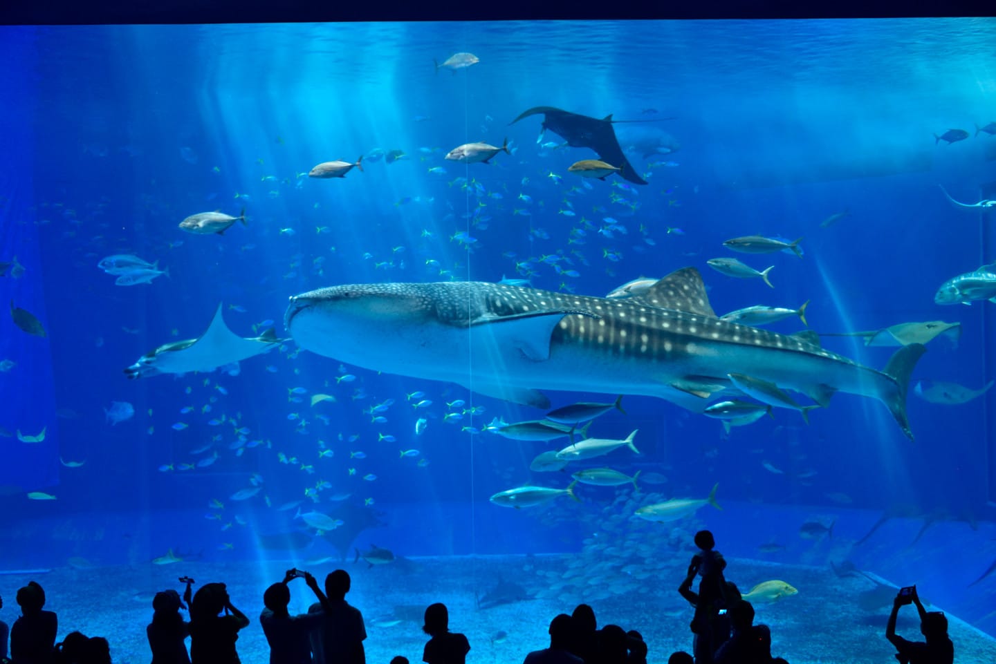 Okinawa Churaumi Aquarium | Travel Japan - Japan National Tourism  Organization (Official Site)