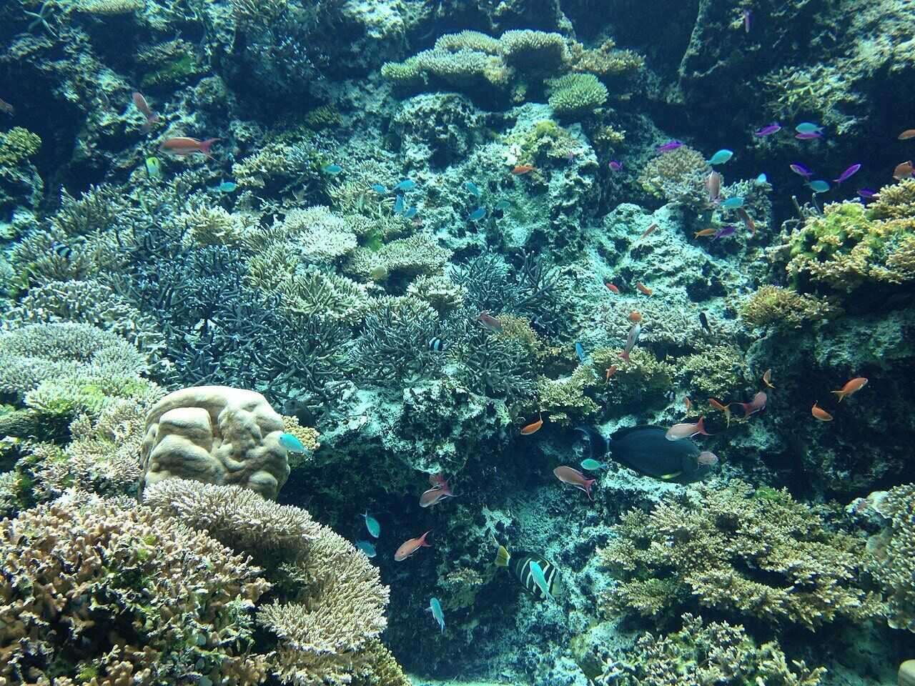 美麗海水族館珊瑚水槽