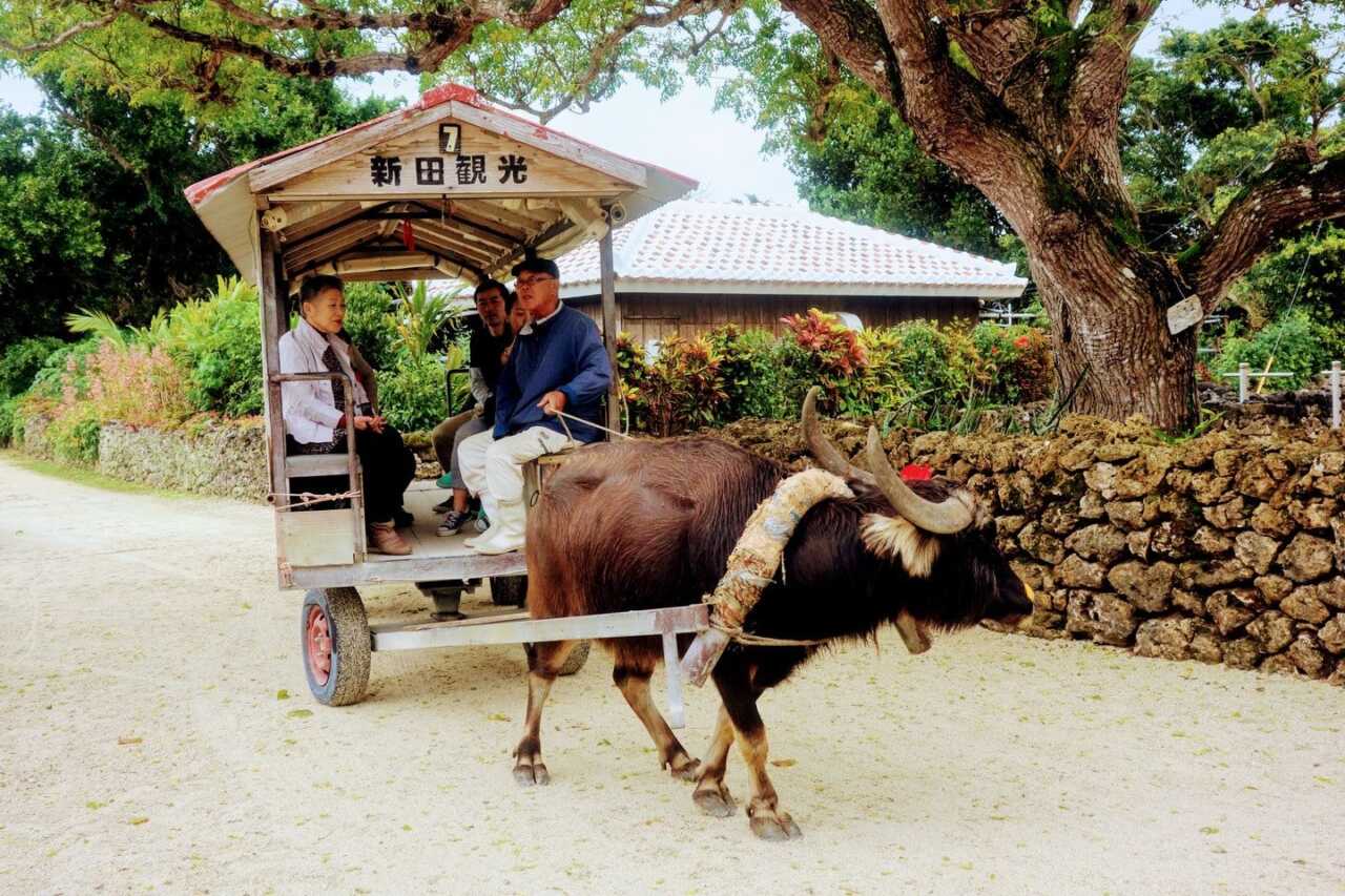 竹富島水牛車與來回船票套票