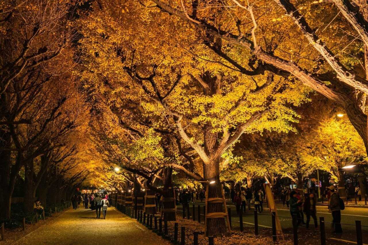 Meiji Jingu Gaien: Ginkgo Avenue & Light Up | Things to do in Tokyo