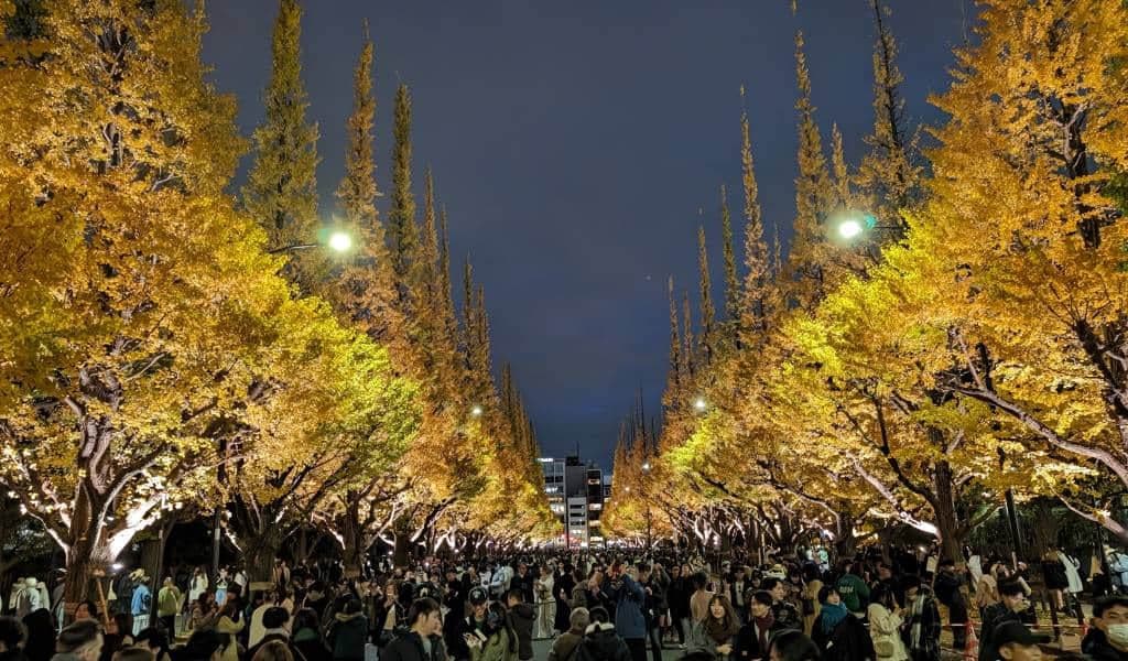 銀杏並木夜間點燈