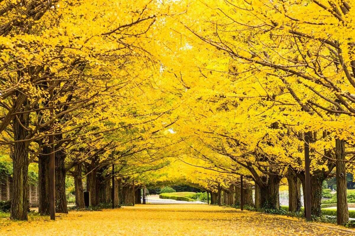 國營昭和紀念公園：銀杏步道與運河銀杏並木