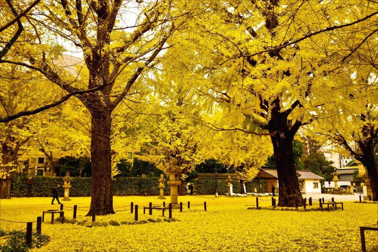 代代木公園：市中心的悠閒銀杏景色