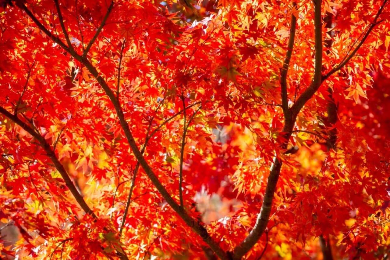 奇跡のイルミネート紅葉谷夜間光影展