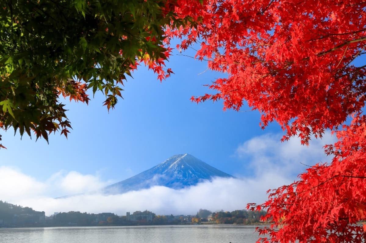 Mount Fuji Autumn Leaves 2026: A Self-Guided Guide to Kawaguchiko in Fall | BluePlanet