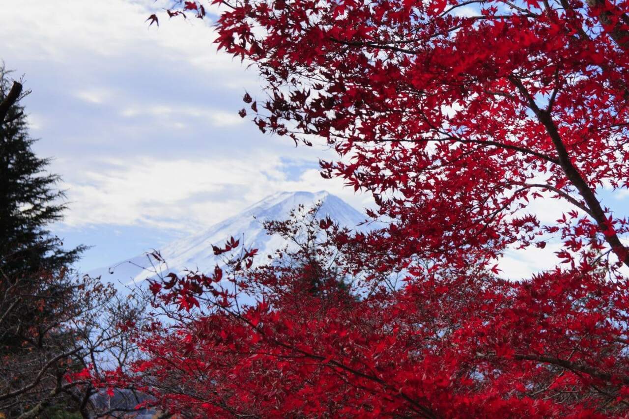 河口湖紅葉迴廊