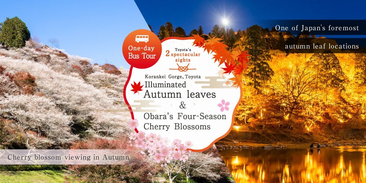 豐田小原四季櫻一日遊:紅葉賞櫻同框行程