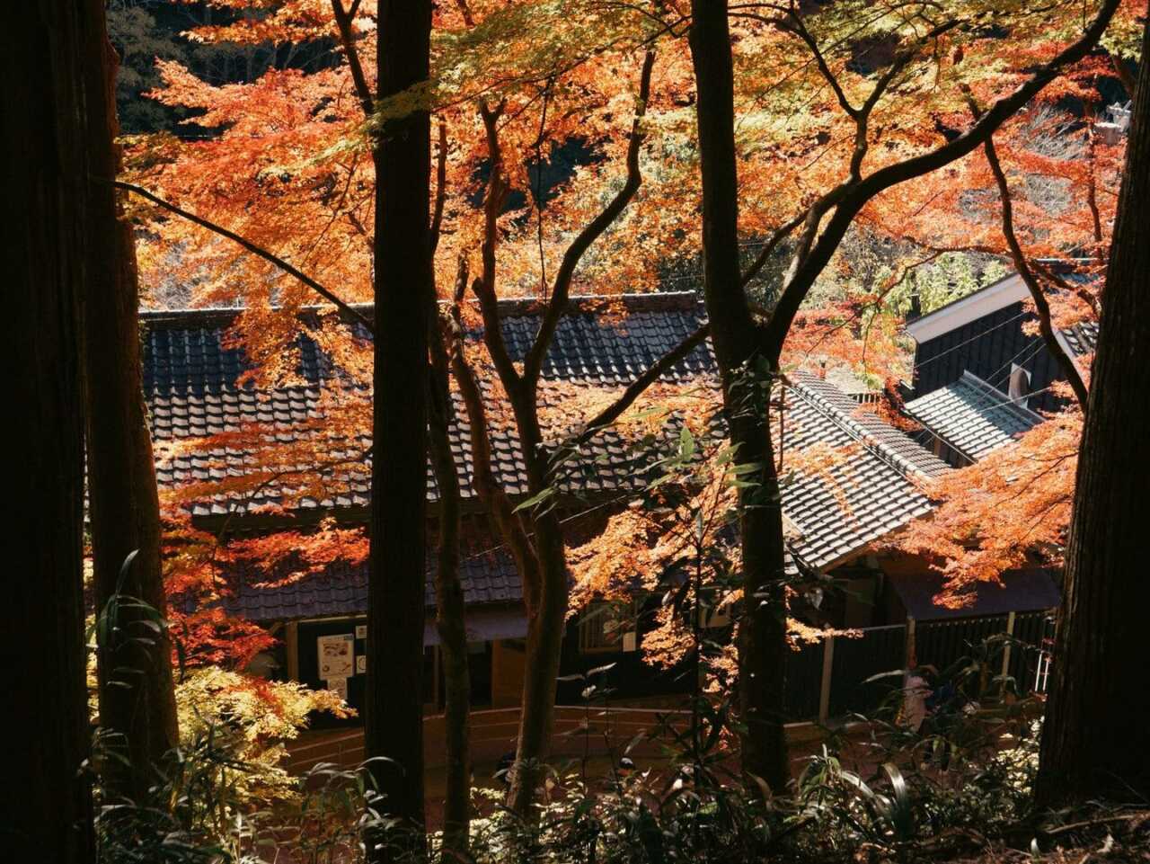 Scenic view of vibrant autumn leaves over traditional buildings in Toyota, Japan.