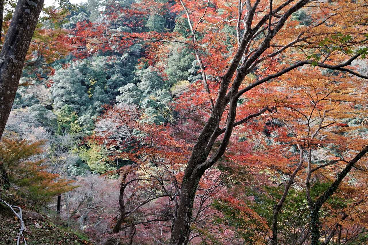 地藏院展望台：俯瞰整片山谷紅葉的位置