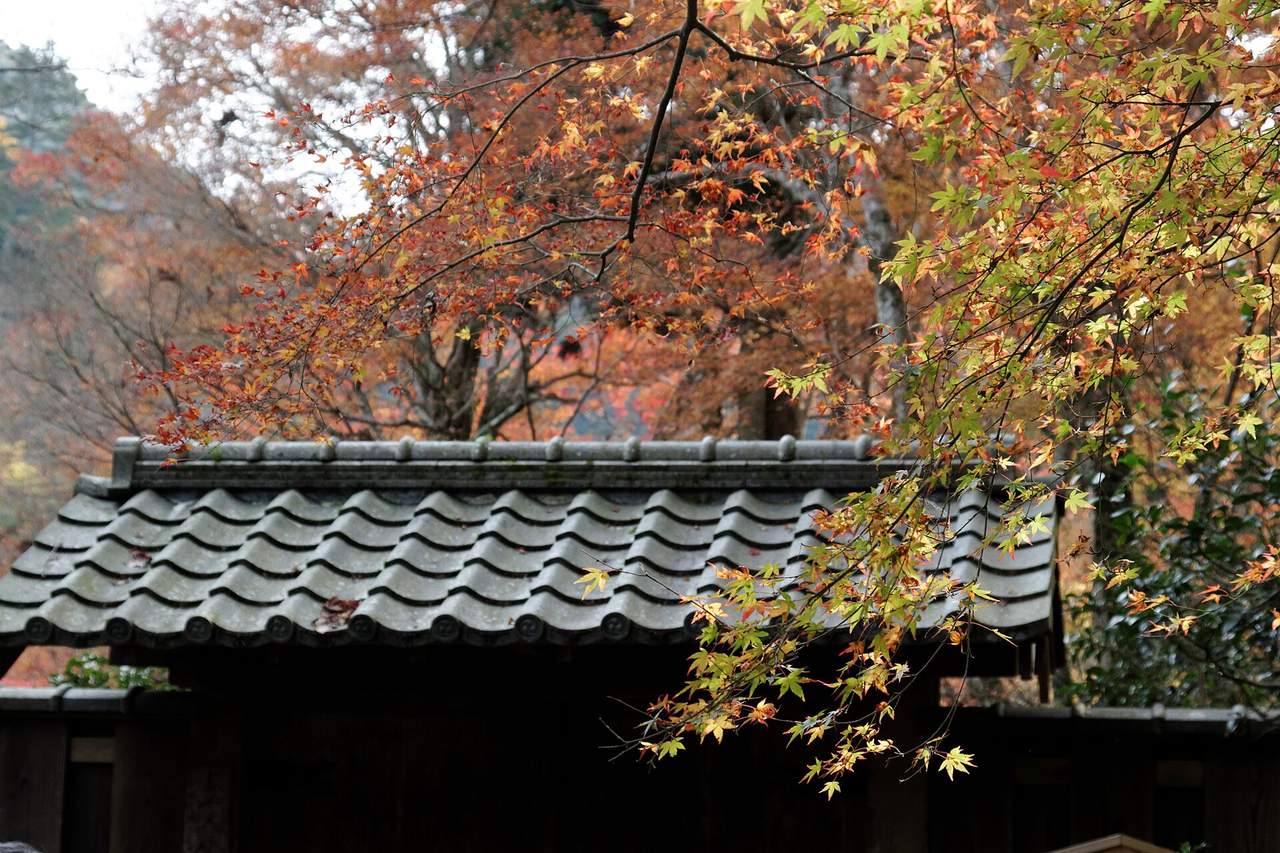 高山寺（栂ノ尾）：鳥獸戲畫與日本最古老茶園