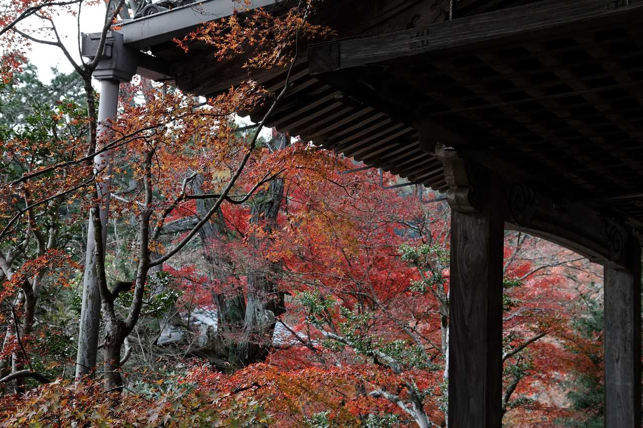 西明寺（槇ノ尾）：指月橋與青苔紅葉的幽靜古寺