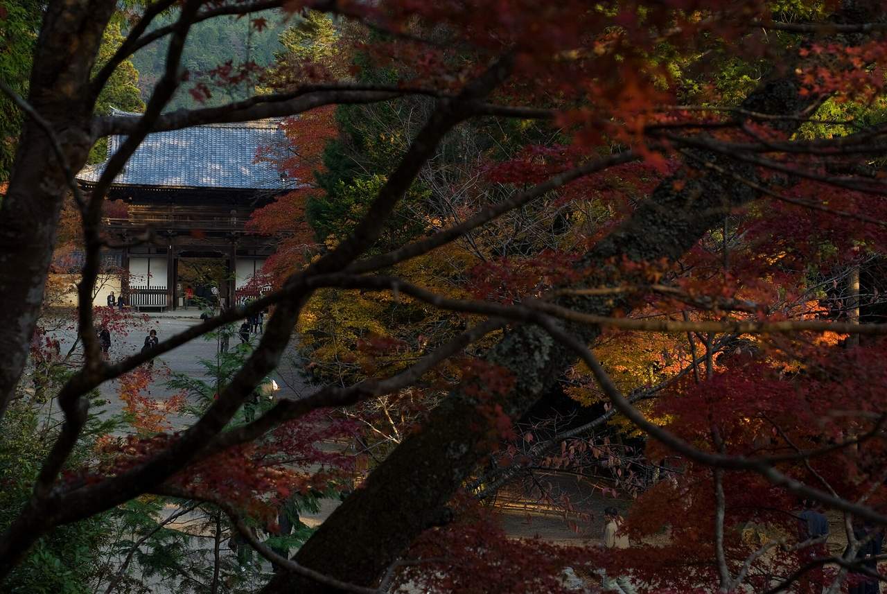 神護寺的賞楓時期：11 月上旬就進入見頃