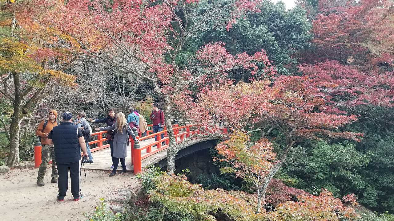 紅葉季夜間點燈:紅葉谷公園與大聖院