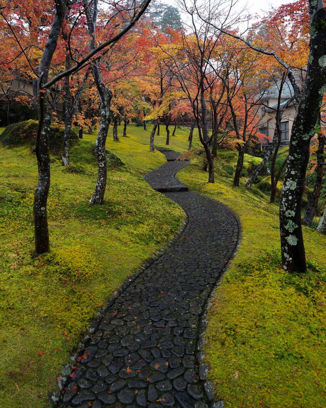 箱根美術館：苔庭與楓葉交織的靜謐秋色