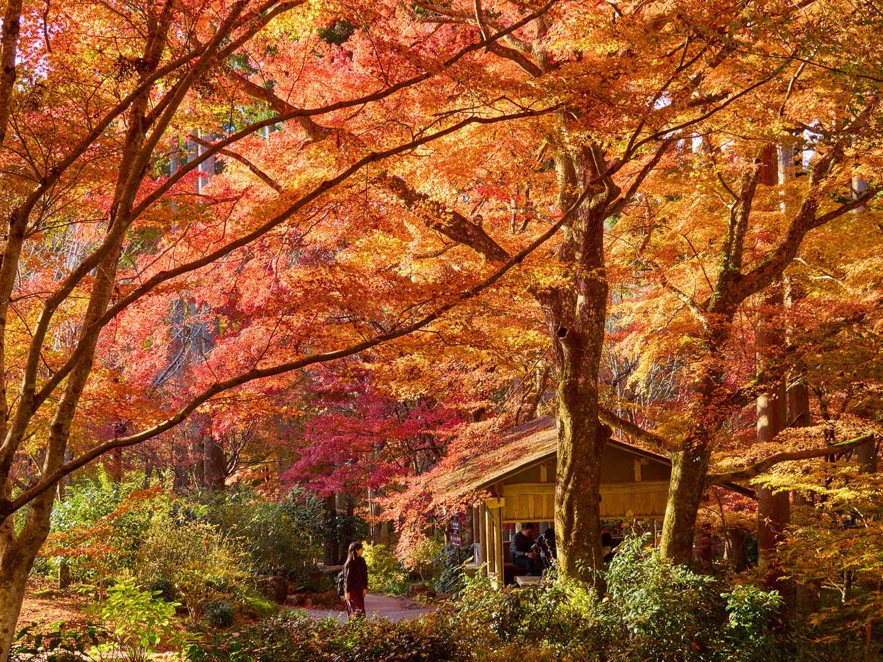 三千院的紅葉:比京都市區早一週的山間楓紅