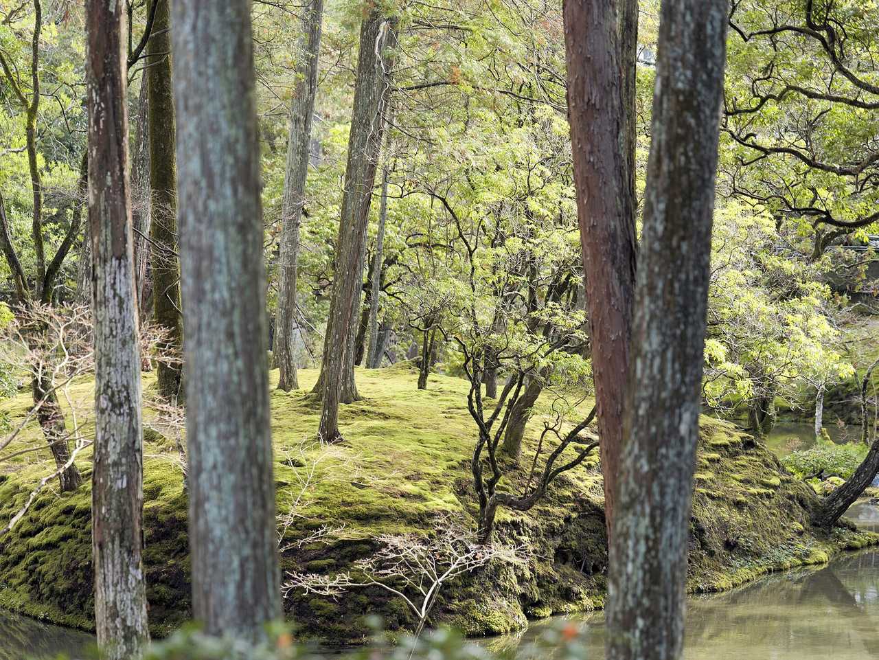 西芳寺完全預約制：不預約就進不去的世界遺產