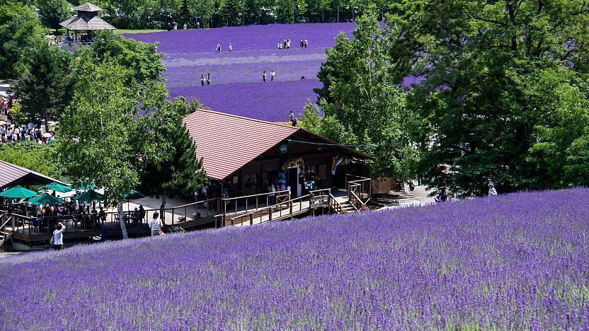 Flower and Lavender Fields - Furano Travel