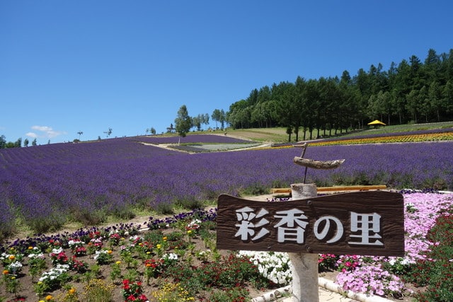 彩色花田 富良野