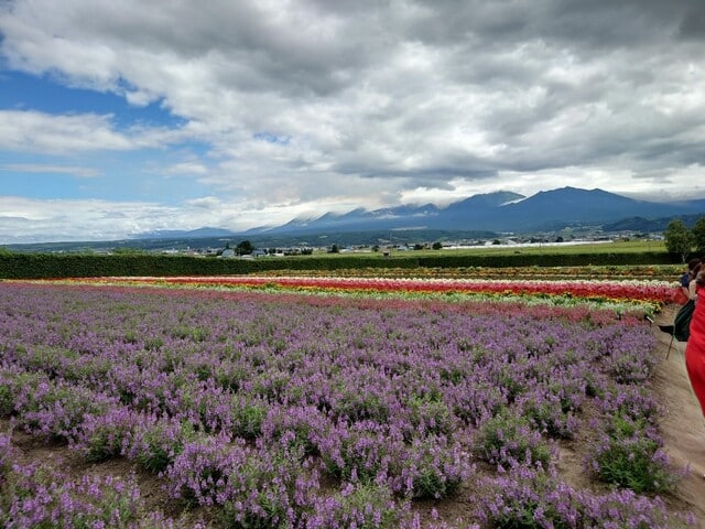 薰衣草東部 富良野